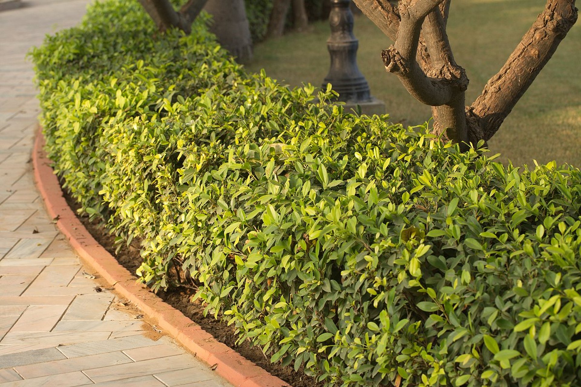 西安街道上冬天最常见的绿化带植物包括女贞树,法国冬青,火棘,枸骨