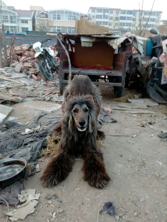 大神们看看这是什么狗?除了尖嘴外都是长毛,阿富汗猎犬or巨贵