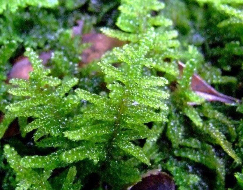 你真的了解大灰藓吗?给大家科普一下