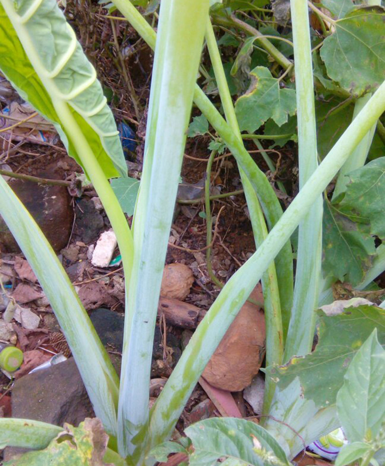 这植物叫"广芋",和滴水观音长得很像,叶柄可以吃,知道的不多