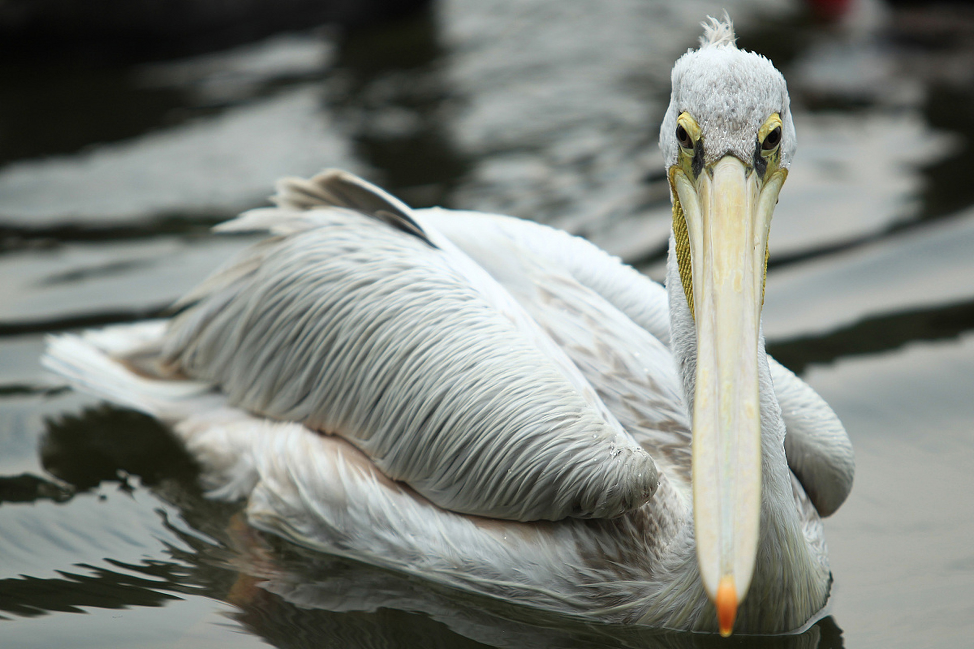 旅游# 男孩景区内被鹈鹕夹住了头,上演现实版的"醍醐灌顶"