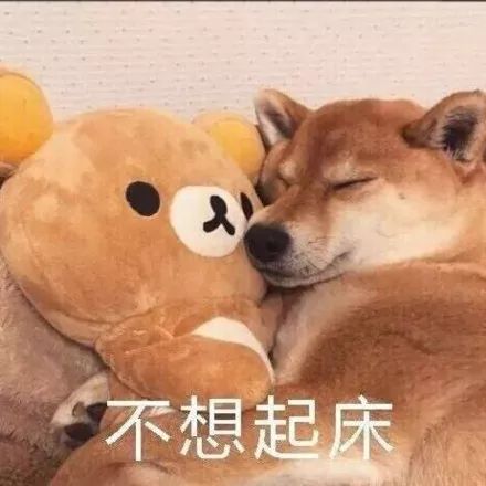 两开花熊猫头更新 期末考试焦头烂额表情包