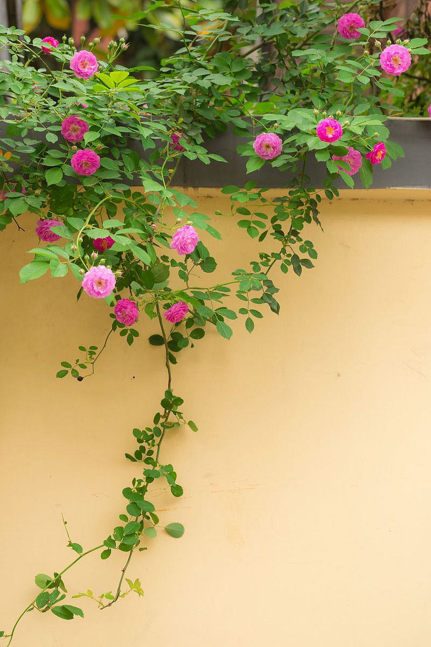 蔷薇花是一种美丽的花卉,其花朵繁茂,色彩鲜艳,是园林,庭院,花坛等