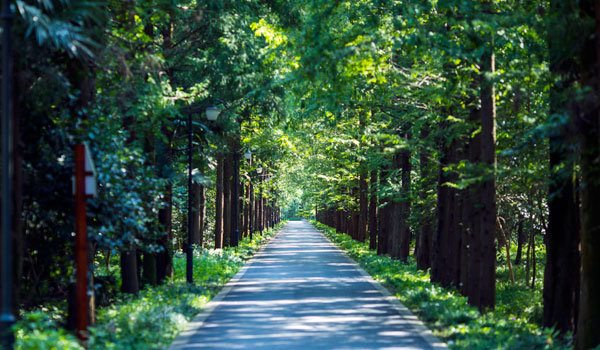 夏天的林荫路