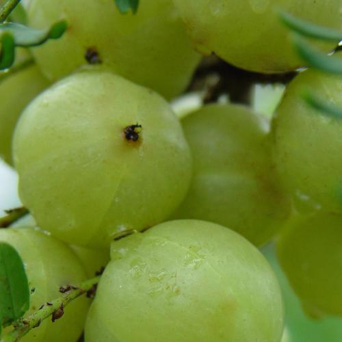 这种野果,吃起来酸甜可口,能卖到20一斤