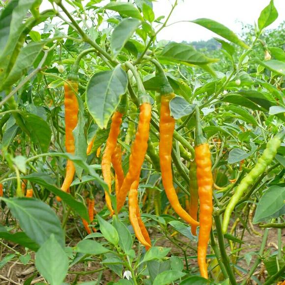 百度爱采购首页 商品专题_黄5此图来自网络 剁黄辣椒与剁红辣椒并没有