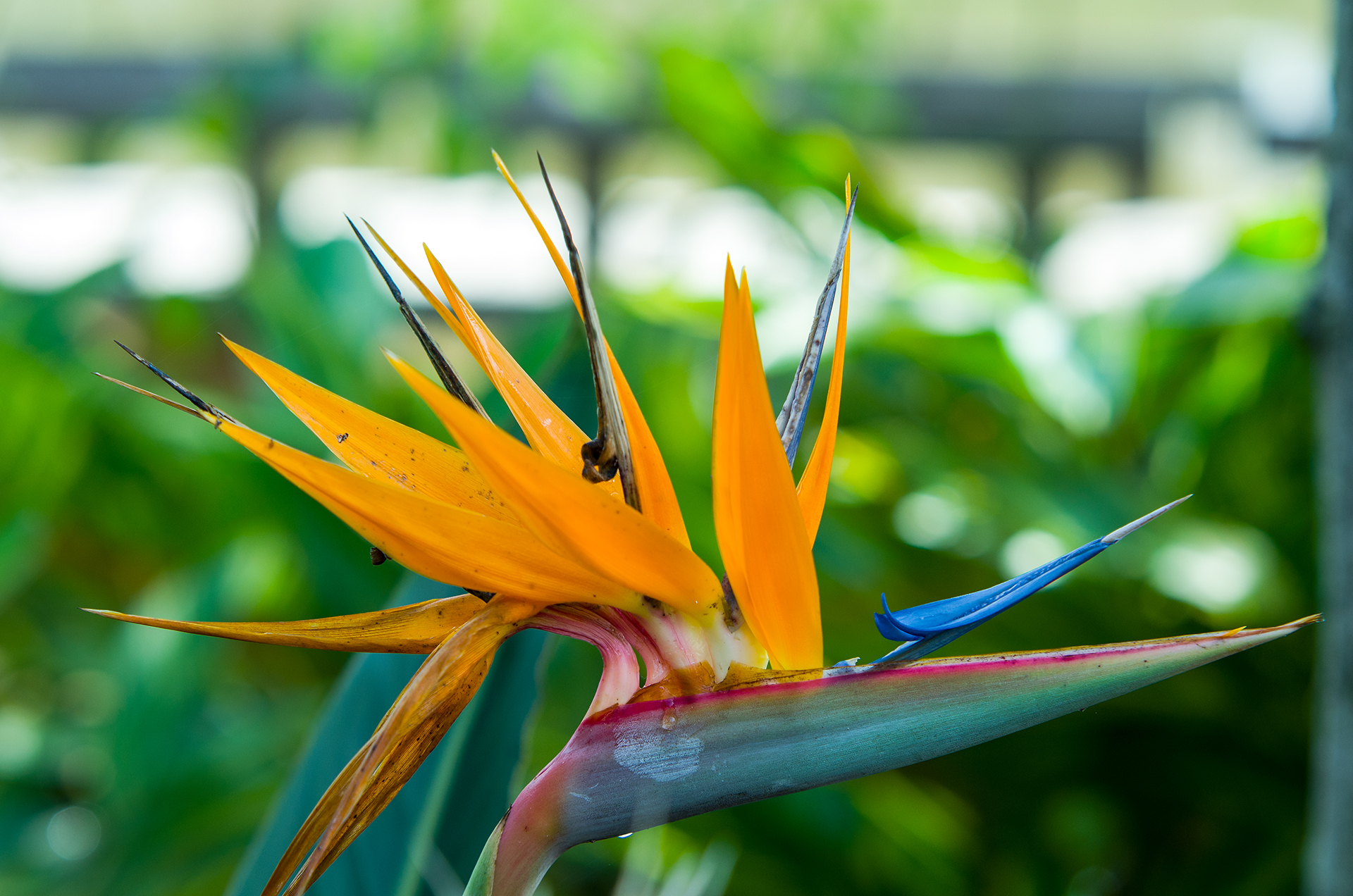 天堂鸟 - 2020年最新商品信息聚合专区 - 百度爱采购