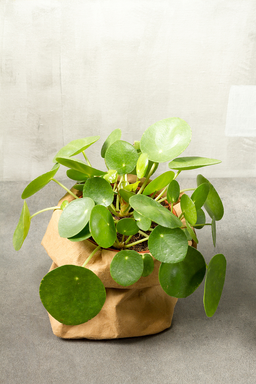 招财元宝是一种适合水培养殖的多肉植物,需要选择透明玻璃容器或水培