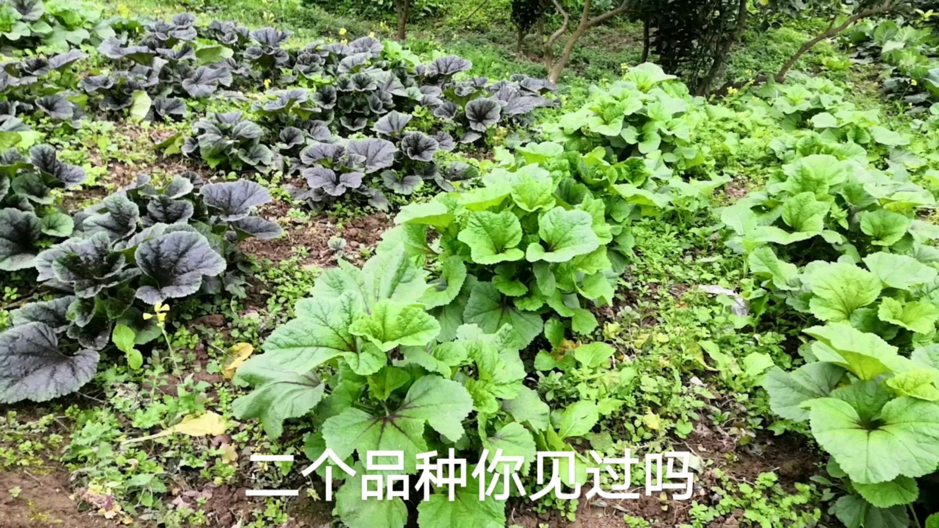 四川特色菜:冬寒菜煲稀饭,你吃过吗?