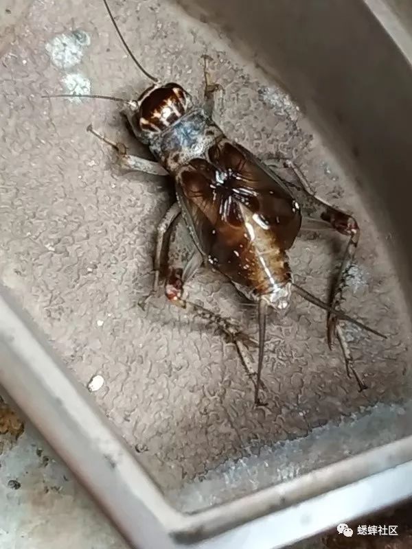 蟋蟀欣赏:保定虫,苍蝇翅,四路封盆