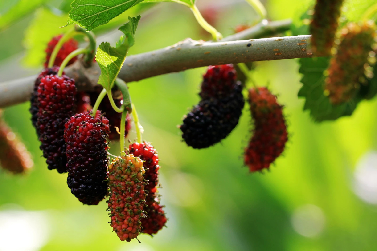 桑葚种植中需要注意的四大要点,这些你了解过吗?赶紧看一下吧