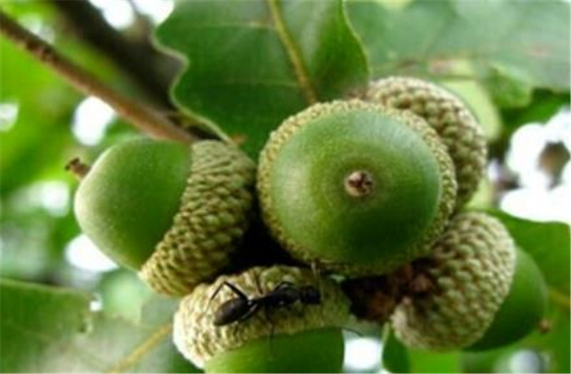 转载自百家号作者:心意绵绵