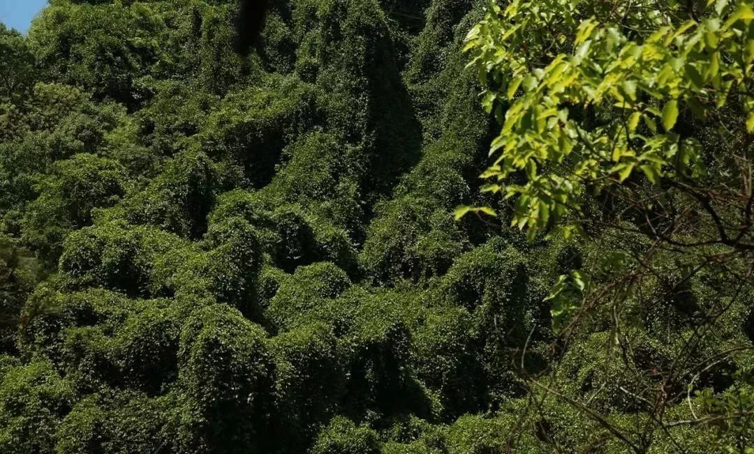 震撼!瀑布花海,百年藤瀑,万年火山岩,这里竟藏着这么个好去处