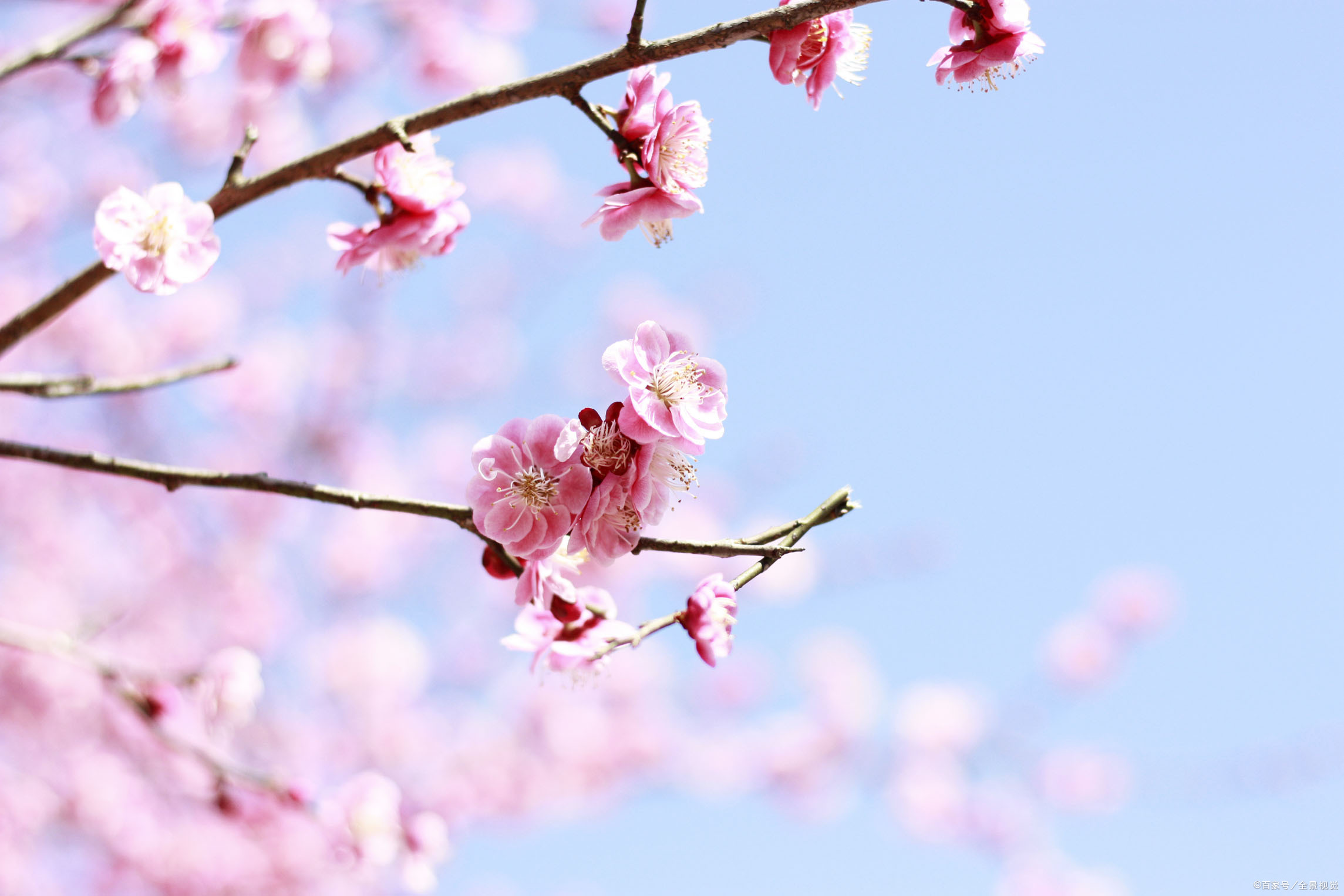 六首吟咏梅花的诗词,寒梅傲雪,暗香迎袖