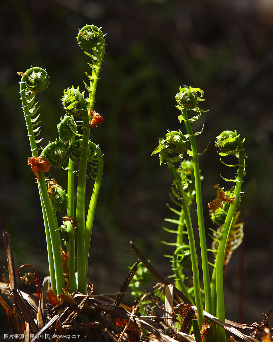 六种生长在农村的野菜,第三种长得像"握紧的小拳头".