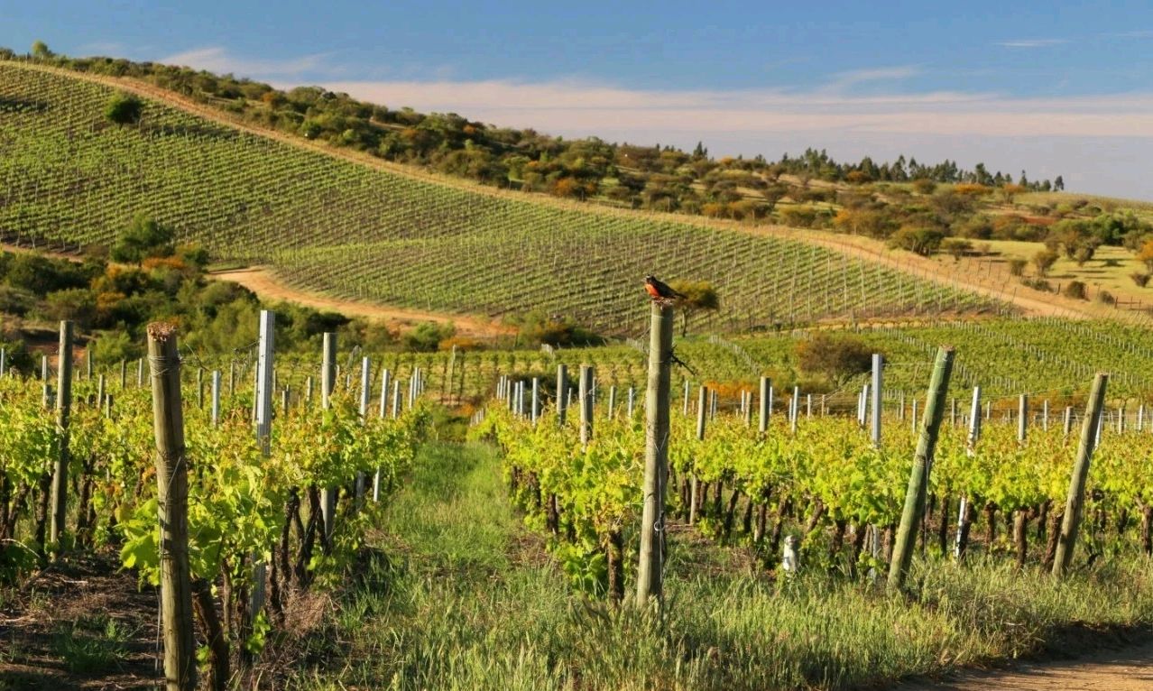 central valley子产区—— machigue 马茨盖山谷