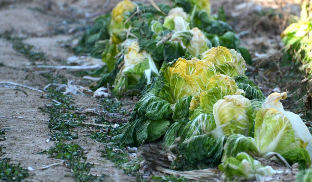 全国多地遭遇寒潮,蔬菜被冻坏,懂行的人却说:冻过的菜价更高