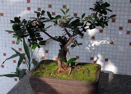 盆栽橘子树,你不知道的小窍门