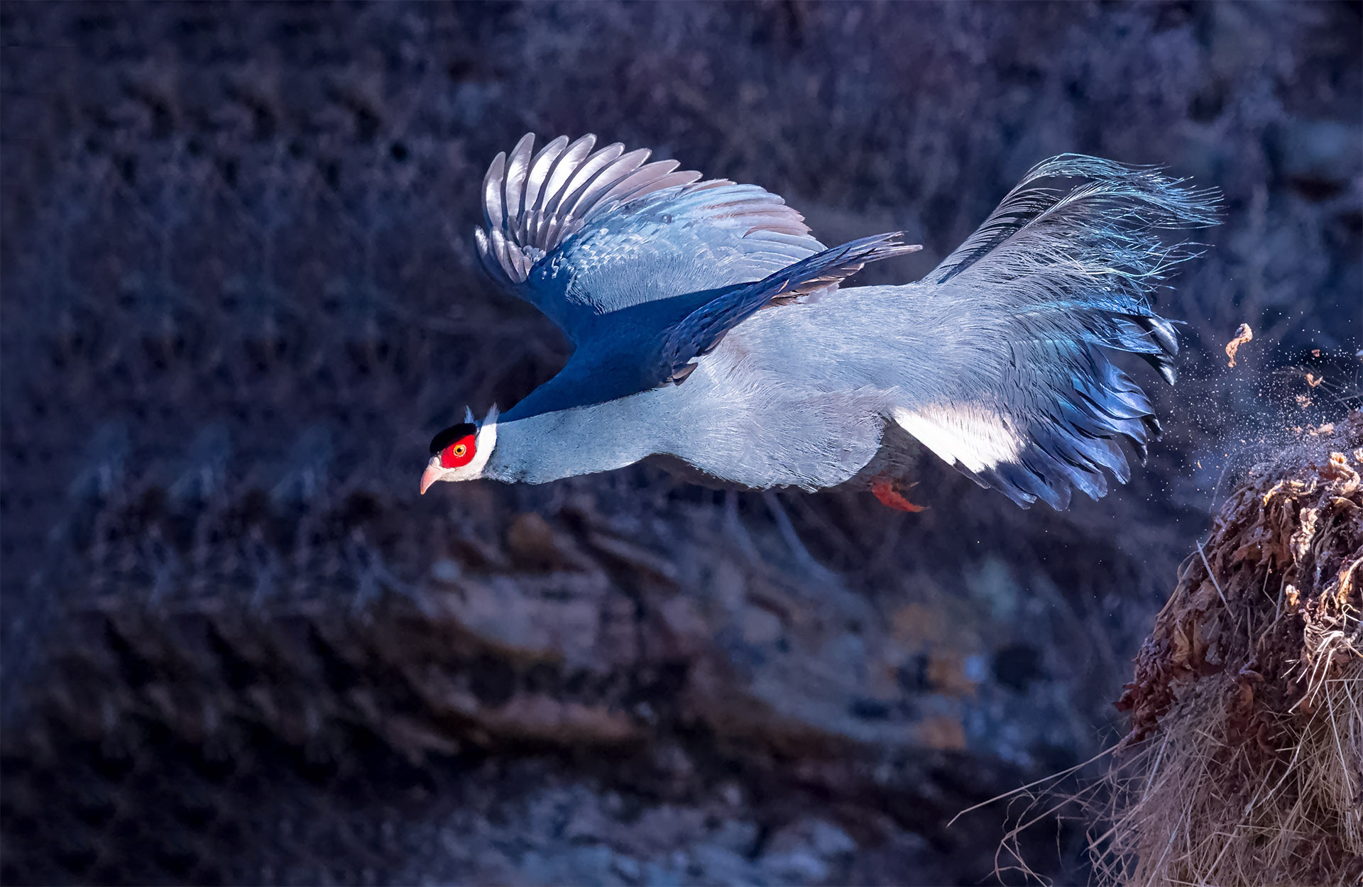 中国独有最美的鸡,堪称蓝色妖姬!