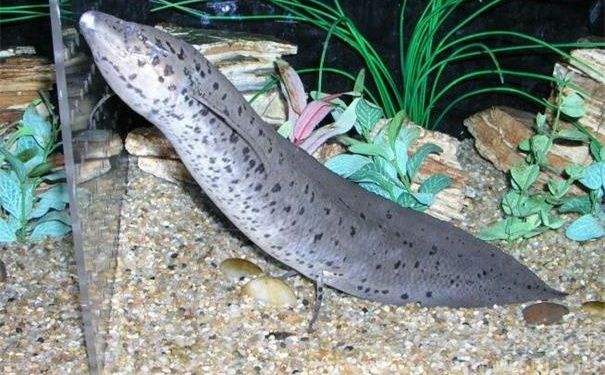 这个地方,下大雨时墙里会钻出鱼