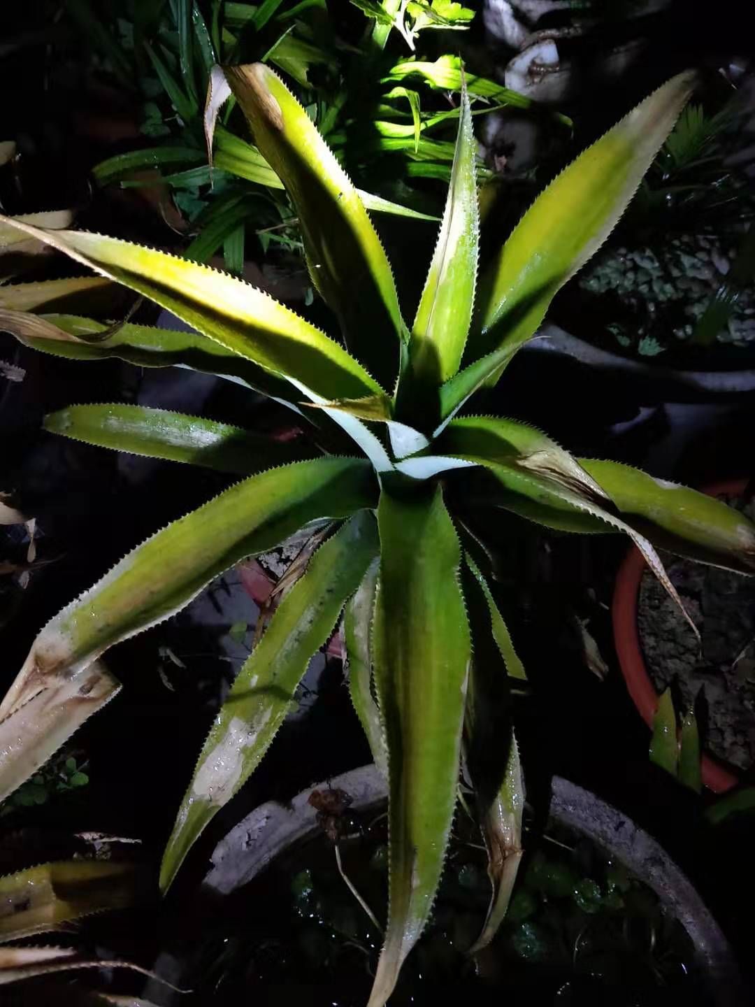 在家怎么种植菠萝?资深花友一步一步教你吃菠萝不花钱