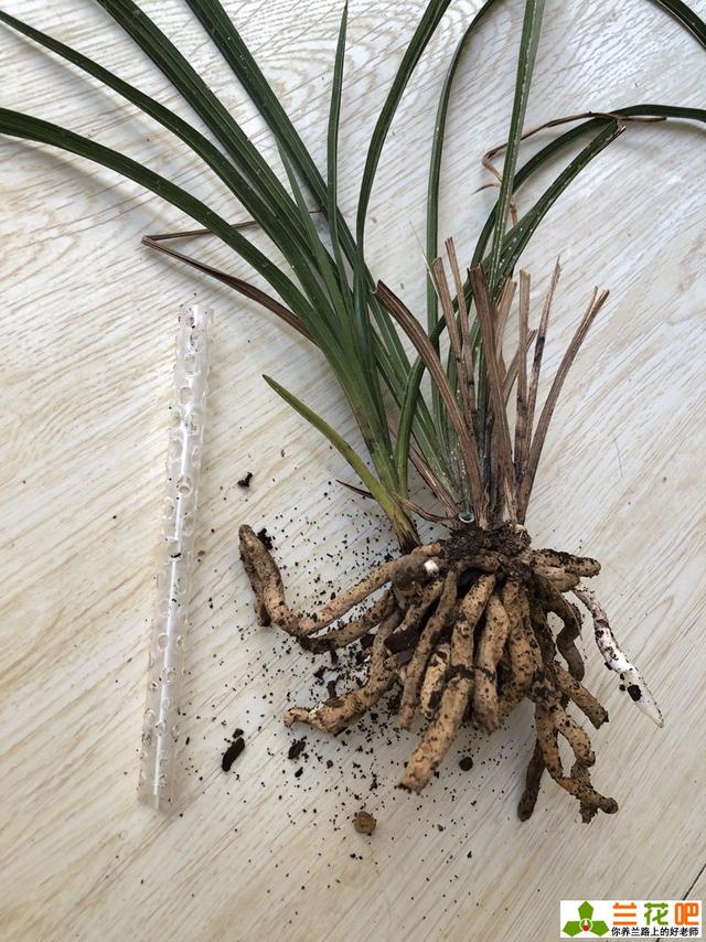 兰花盆内插吸管,巧妙解决兰花烂根问题