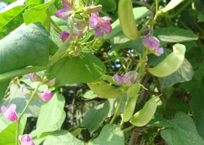 饭豆- 热门商品专区