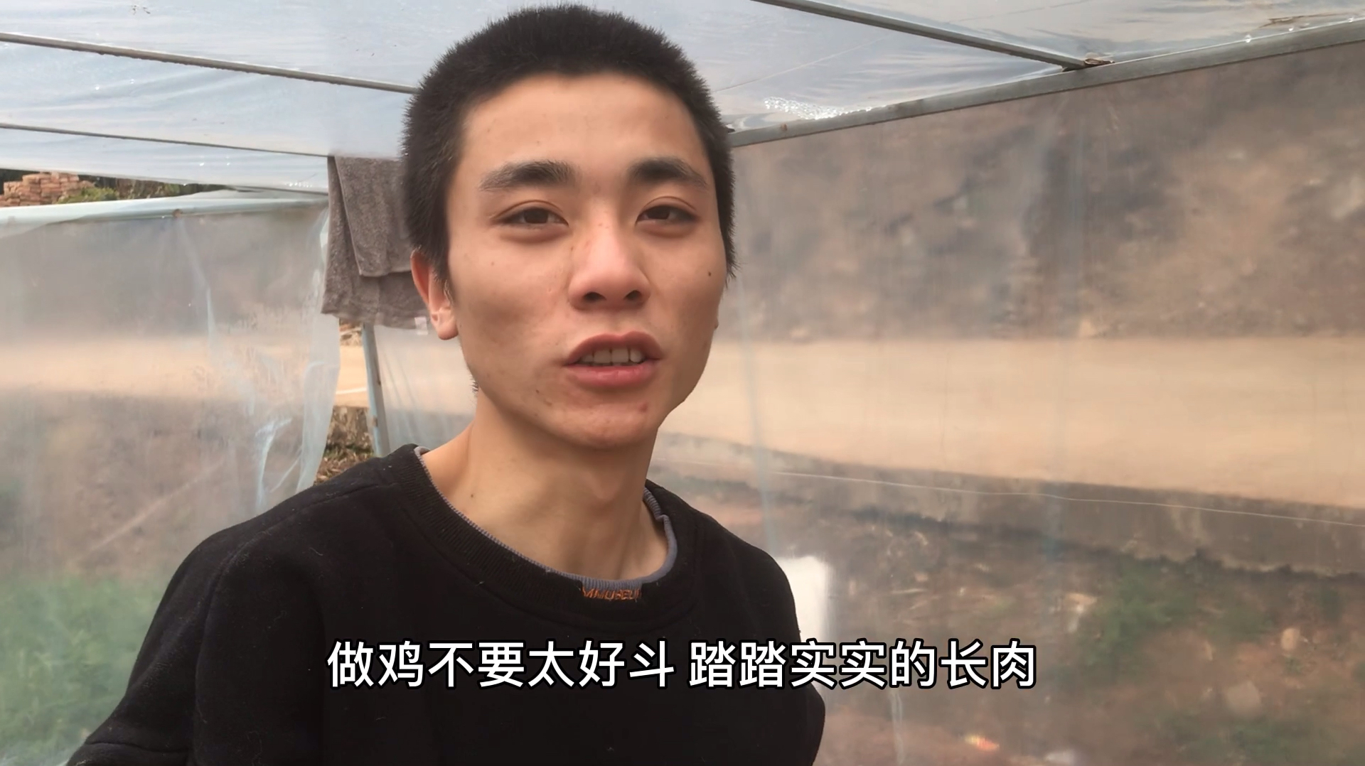 小鸡打斗 伤亡严重怎么办!看小伙给上千只小鸡断琢