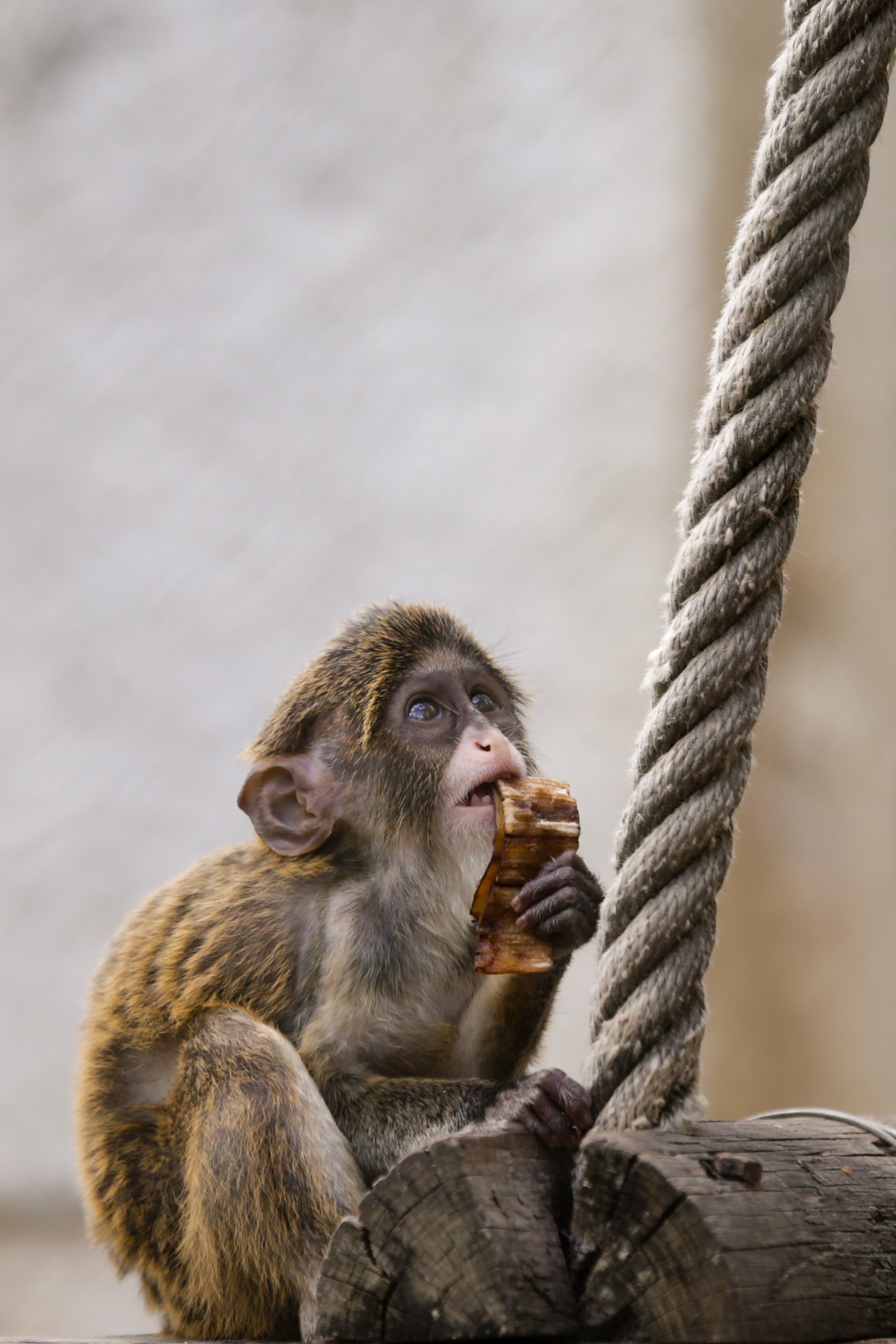 里斯本动物园的小长尾猴(3)