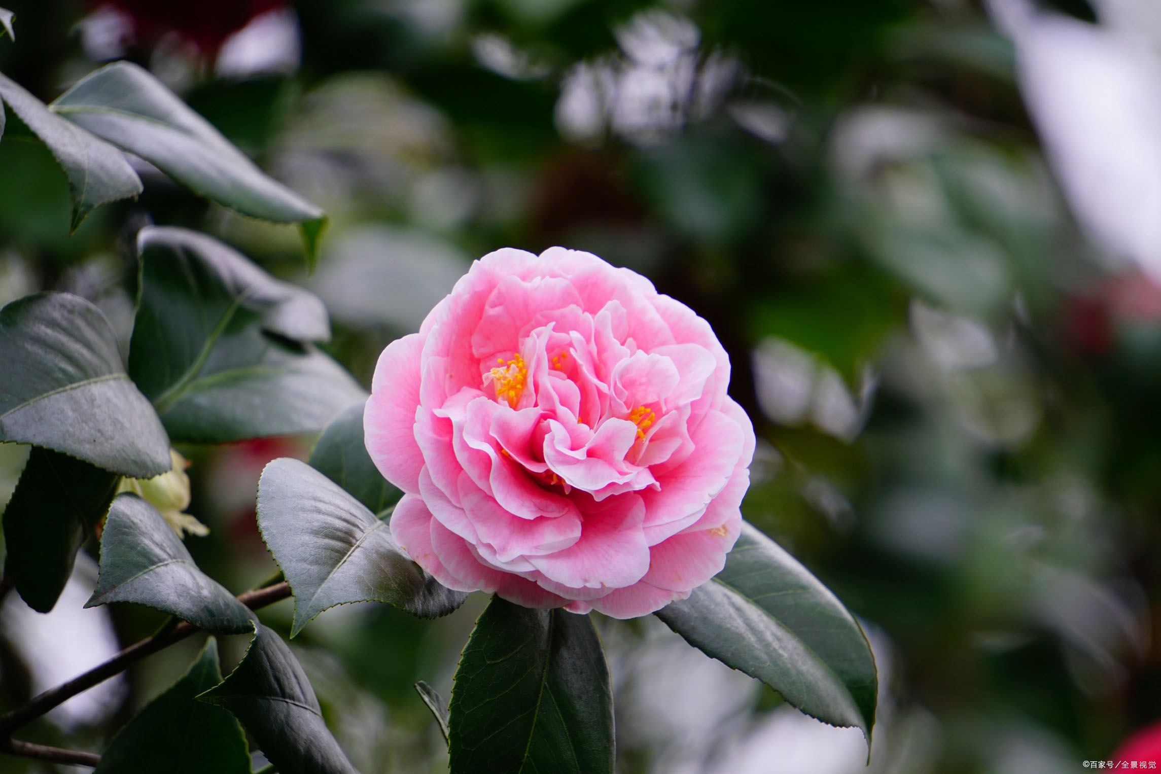 1986年,重庆选山茶花为市花.