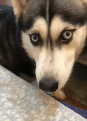 哈士奇吃奶糖粘牙,嚼糖时二气十足,狗:百万装修计划酝酿中