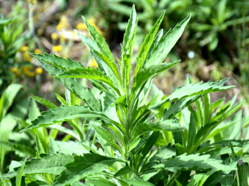 农村厕所边的植物野草,有酒的香味,人称"酒香草",价值珍贵