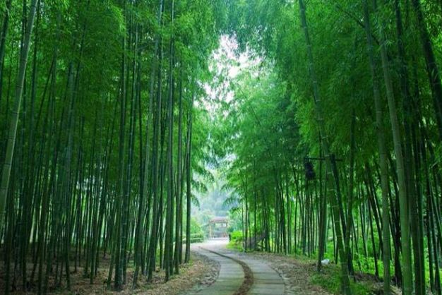 竹林听风,风吹铃响| 富春江畔的这家民宿带来的是家的味道