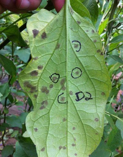 茄子发生叶霉病再也不用害怕了,菜农抓住这几个要点防治就对了!