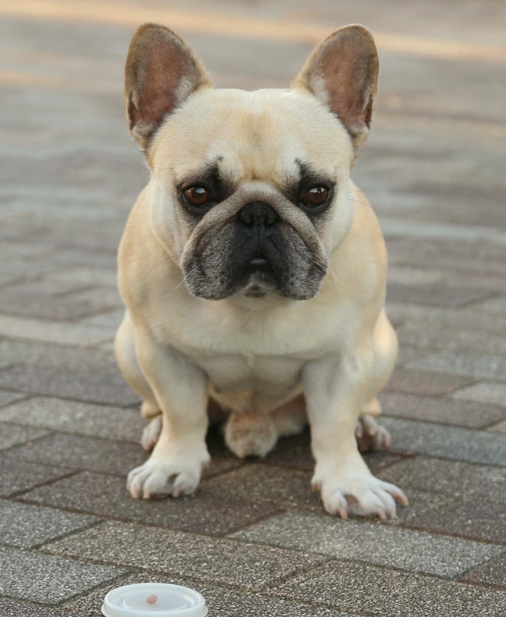 萌宠图片:斗牛犬蠢萌又可爱,每天下班都要抱抱!