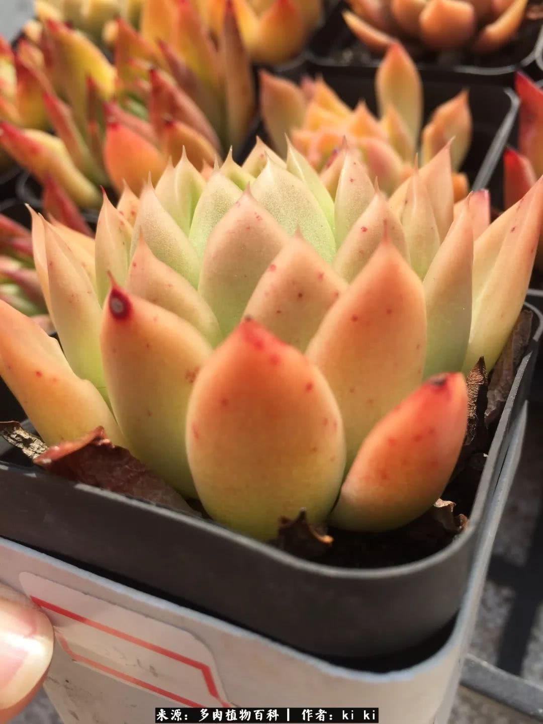 多肉的理想居所,云南蓝下的美肉儿!