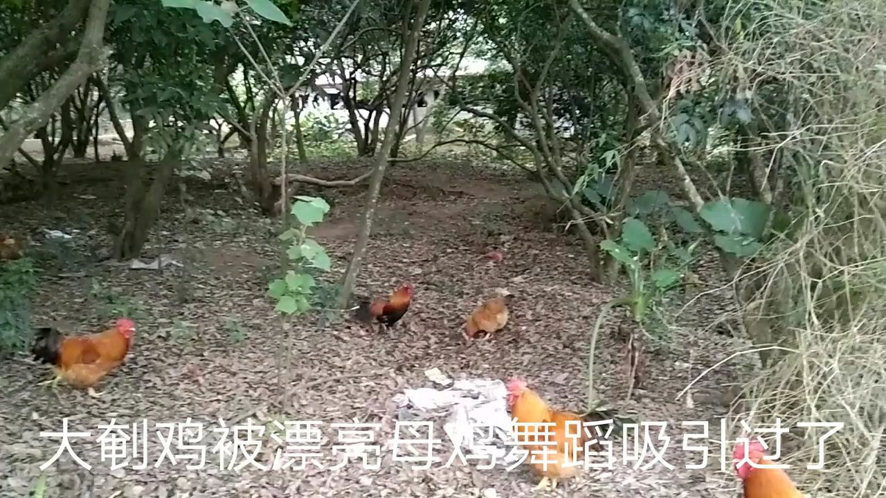 山公鸡下山,向家养母鸡献勤快释放求爱,想带母鸡逃跑它能成功吗