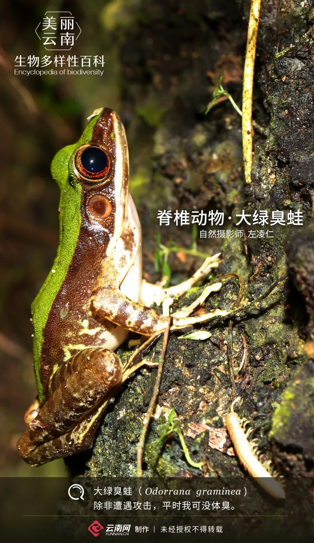 「生物多样性百科」脊椎动物·大绿臭蛙:别惹我,小心我的恶臭攻击