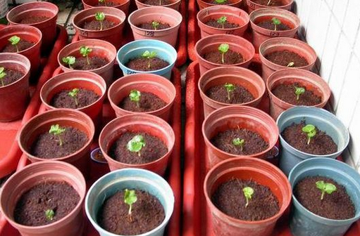 百度爱采购首页 商品专题_种子土壤准备好了,直接装到花盆里面,不要