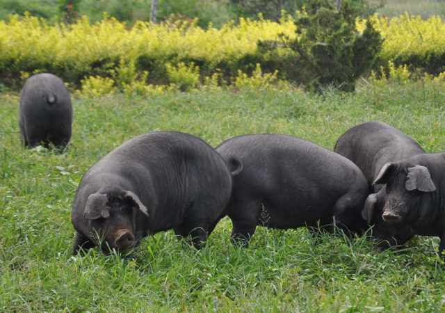 四川土黑猪 - 2020年最新商品信息聚合专区 - 百度爱采购