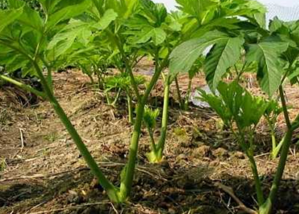 明日叶种植 - 2020年最新商品信息聚合专区 - 百度爱采购