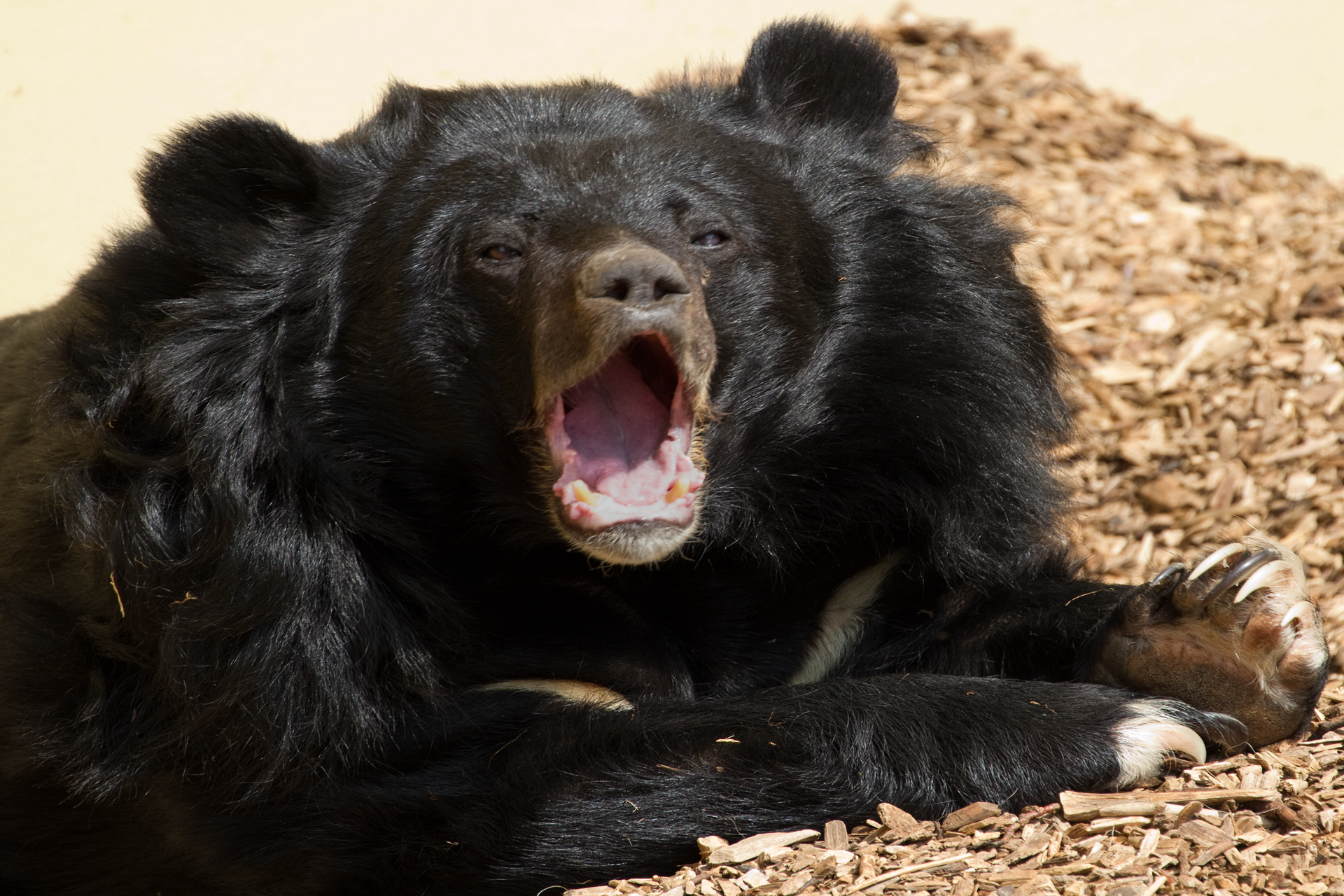 亚洲黑熊的上半身有很强的爬树能力,又叫月亮熊,受迫害很严重