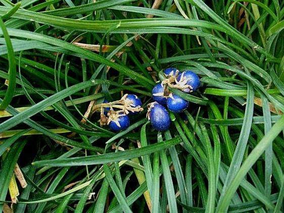 山里一种"蓝珠子草",在城市中也很常见,农民却称它寸毫寸金