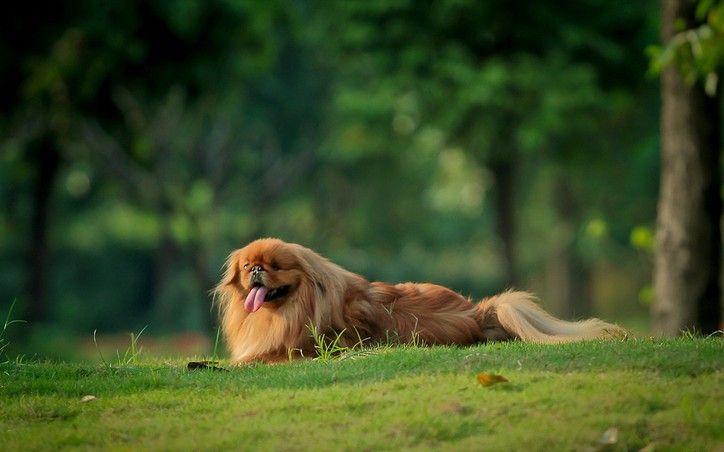 养小型犬省事?说不定让你整夜都睡不着,看完你还敢养吗?