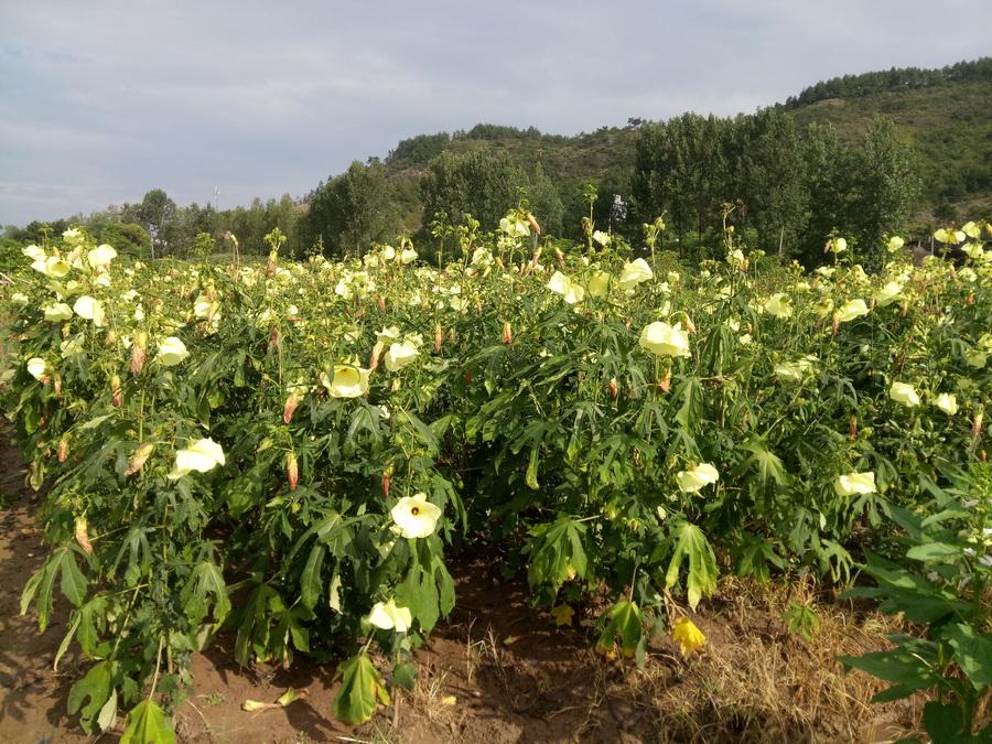 这菜被称作"胶原蛋白之王",从花到果全身是宝,是女性的美容菜
