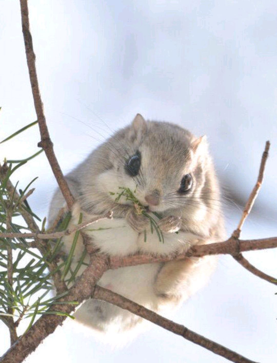 摄影师在北海道拍到的野生小飞鼠,眼睛圆圆的身体,简直是萌爆惹
