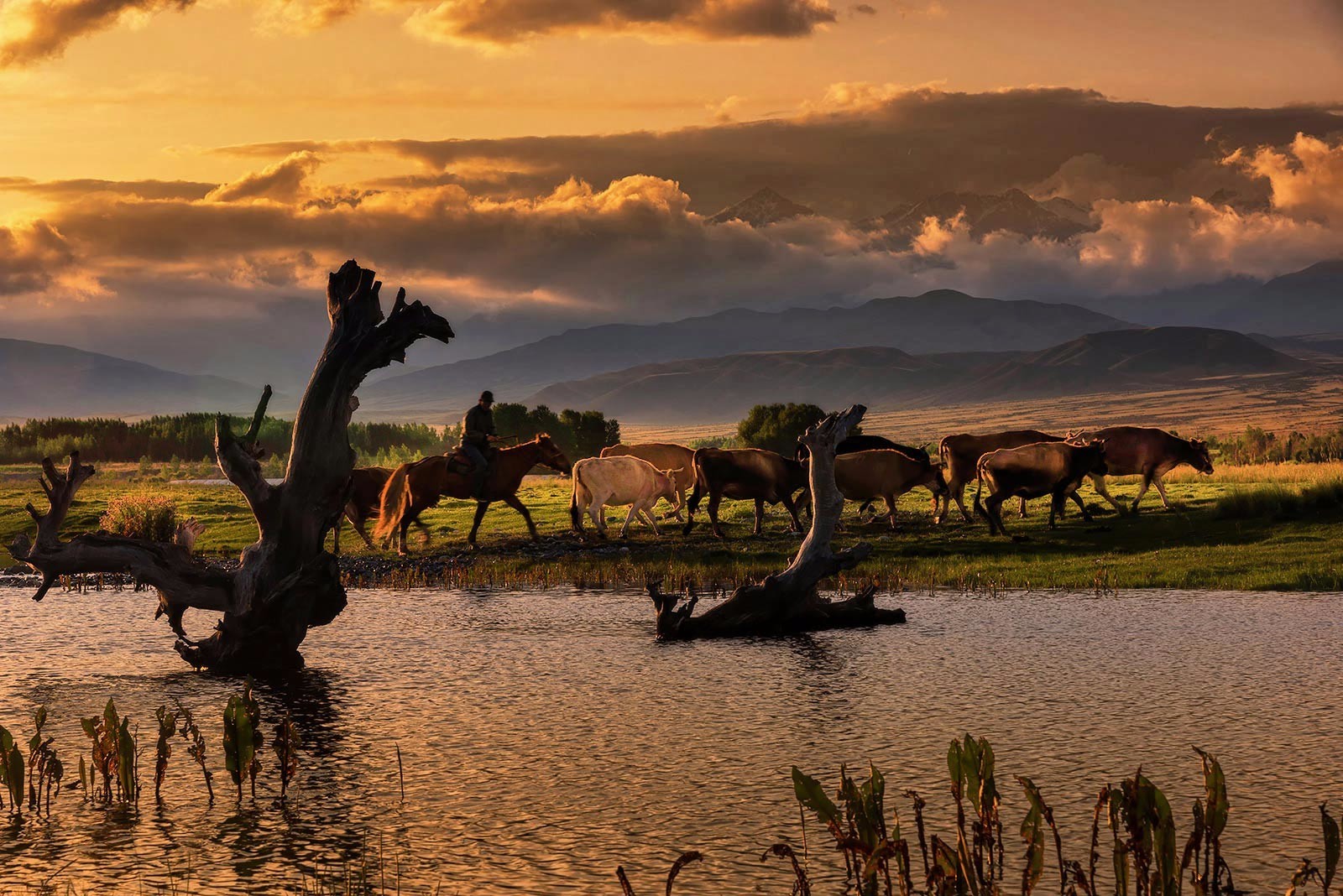 风光摄影:夕阳下的牧场