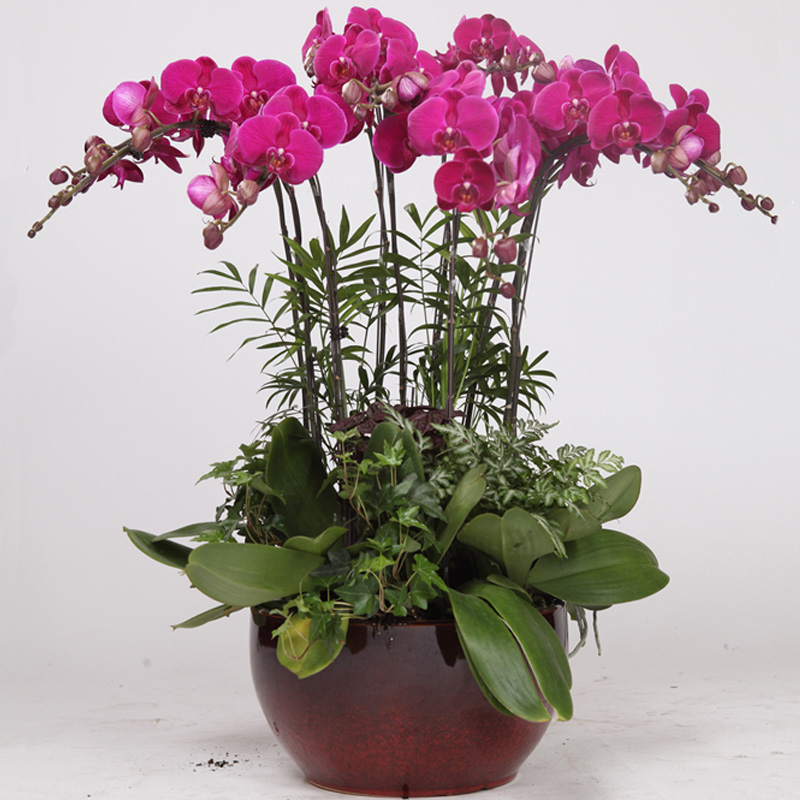 蝴蝶兰怎么养护,养蝴蝶兰需要注意什么?