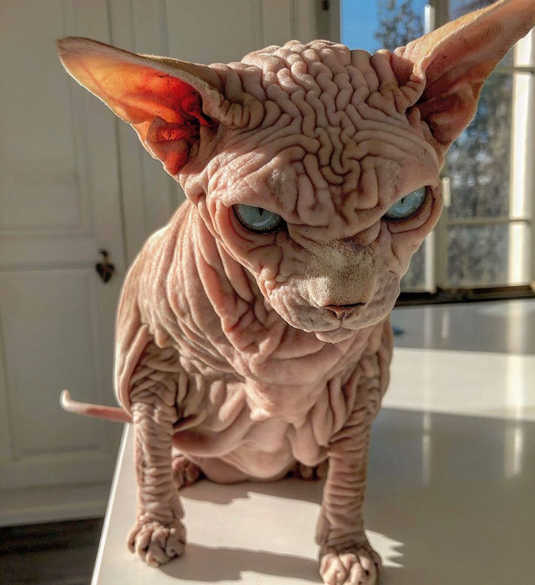 长满褶皱的猫咪,就像一个外星怪兽,猫主人不害怕吗?