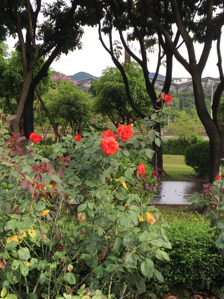 紫馬嶺公園的玫瑰花園清香怡人,美不勝收